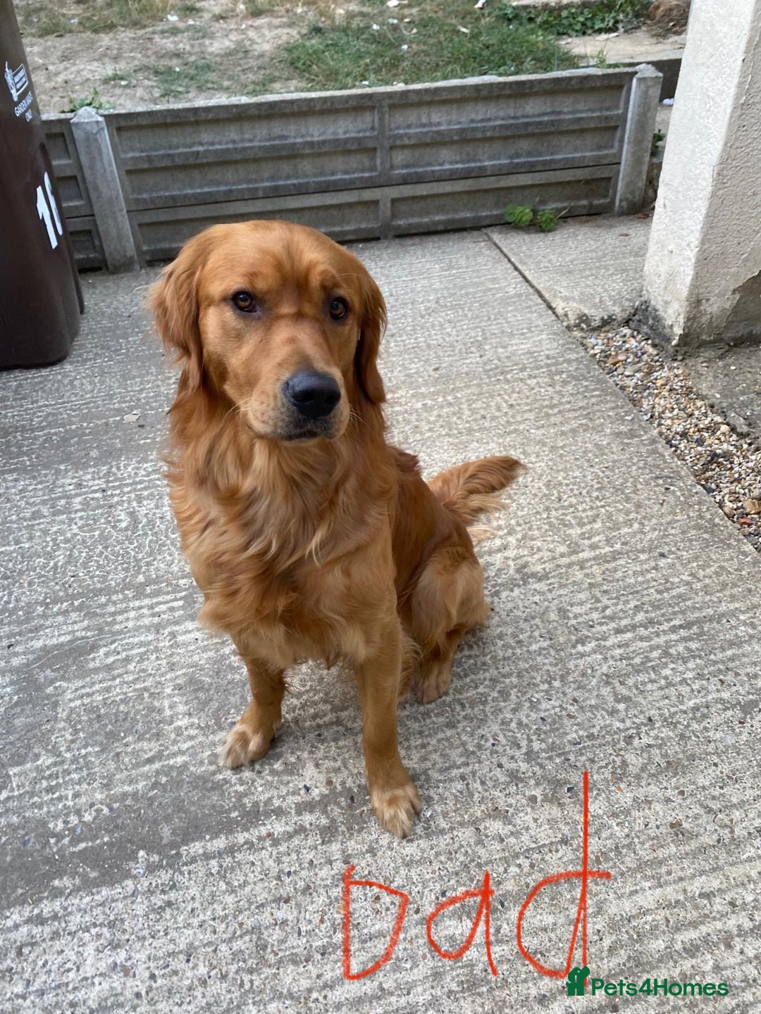 Golden Retriever dogs for sale: 5 gorgeous goldens left! - Image 4