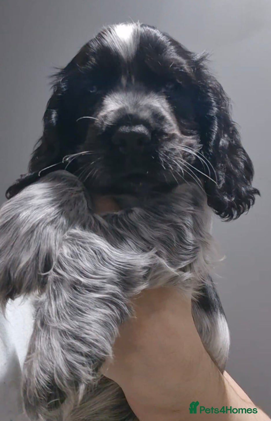 Cocker Spaniel dogs Cocker Spaniels - Show type. Blue roan in colour. - Advert 1