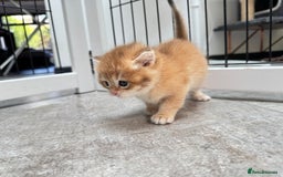 British Shorthair cats for sale: ✨🐾 Soft & Adorable Golden White Blue Kitten 🐾✨ - Image 8