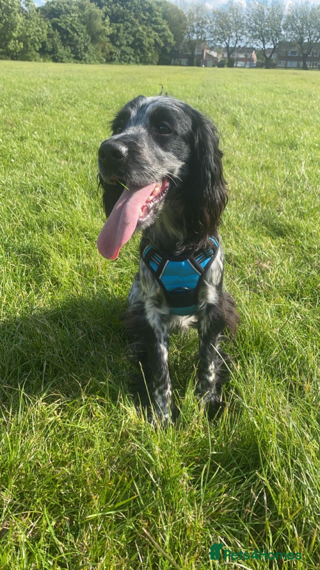 Cocker Spaniel dogs for stud: Doobie  - Advert 2