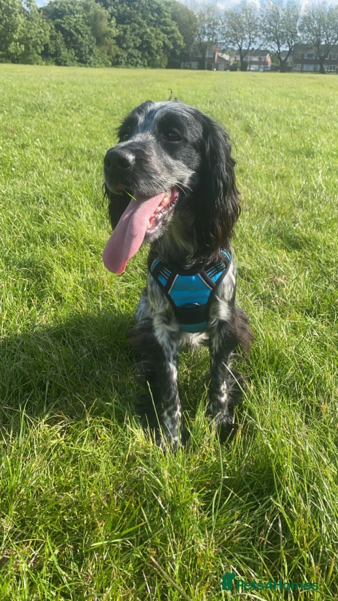 Cocker Spaniel dogs for stud: Dubie  - Advert 4