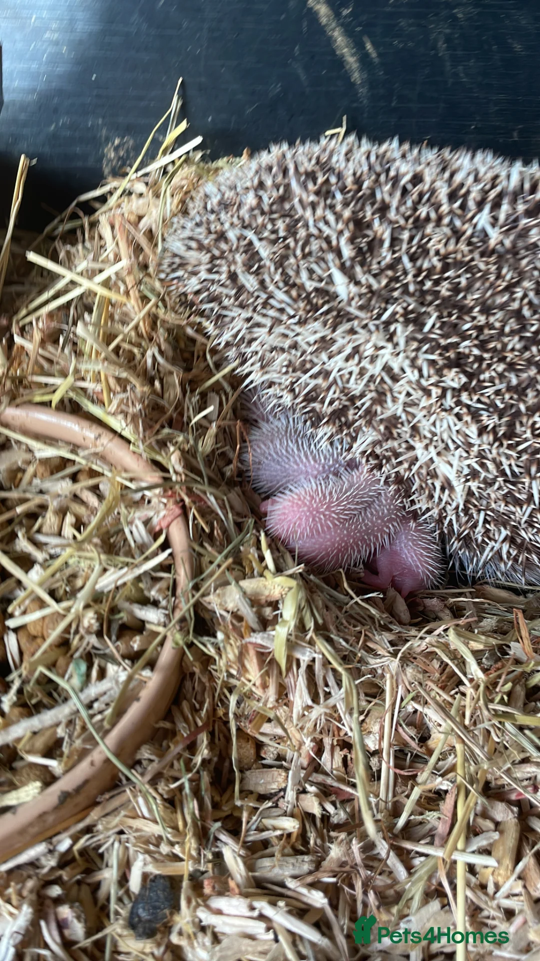 Pygmy Hedgehog rodents for sale: Baby African Pygmy hedgehogs  in Dartford - Advert 1