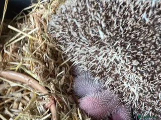 Pygmy Hedgehog rodents Baby African Pygmy hedgehogs - Advert 3