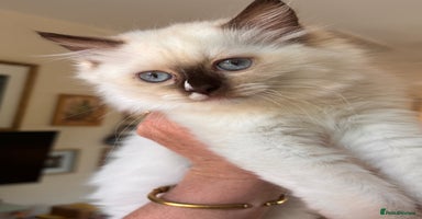 Ragdoll cats - Advert 6