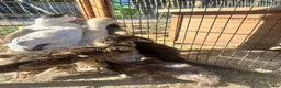 Ducks poultry for sale: Muscovy Indian runner duckling  - Advert 3