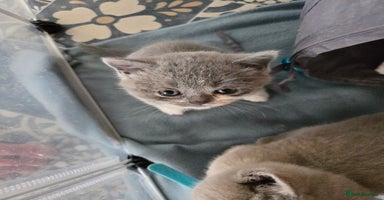 British Shorthair cats - Advert 8
