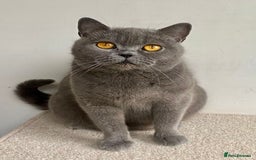 British Shorthair cats for sale: Ready to go  - Image 2