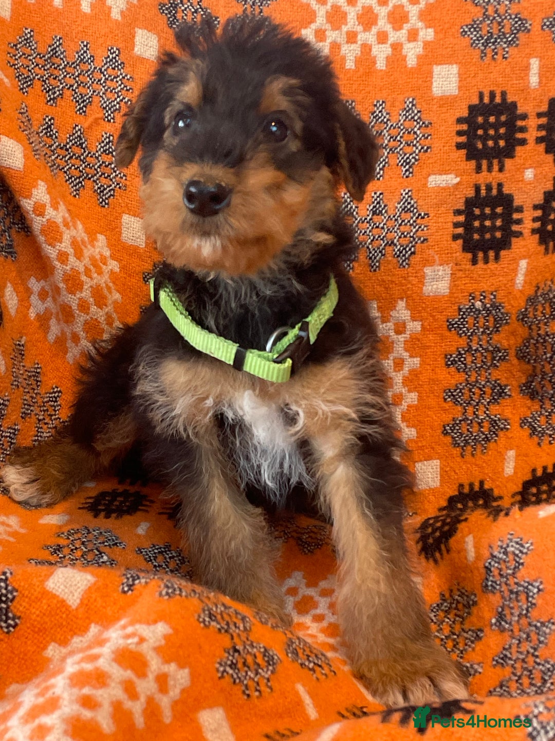 Airedale Terrier dogs for sale: Kc Airedale Terrier  - Advert 13