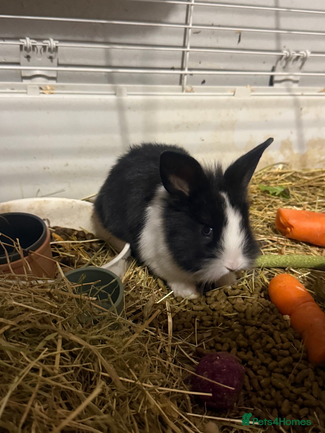 Mini Lion Lop rabbits for sale: lionlop baby bunny’s  - Image 24