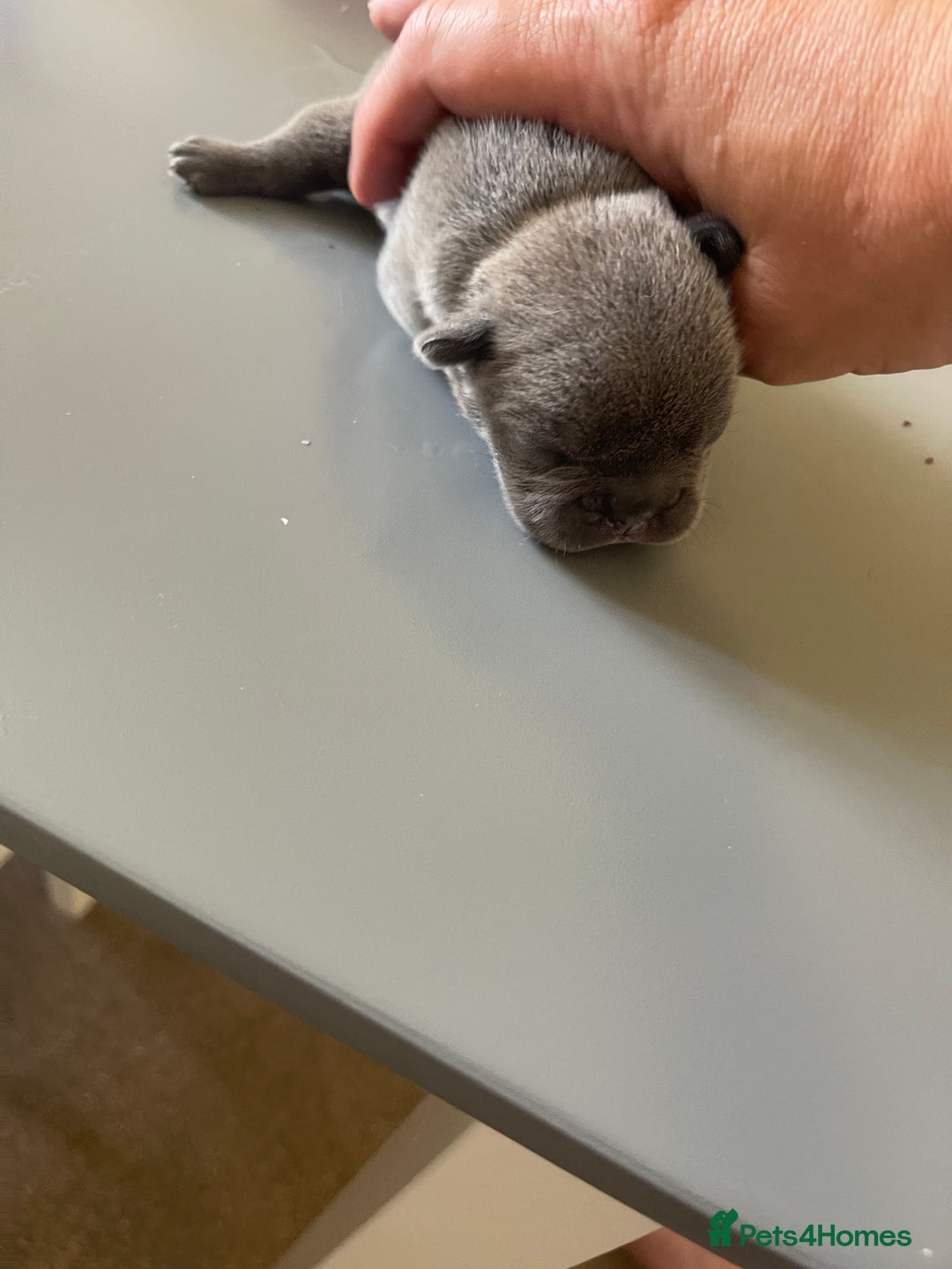 French Bulldog dogs for sale: French bulldog  - Image 4