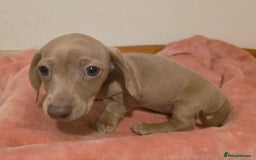 Miniature Dachshund dogs for sale: REDUCED LITTER KC REG mini Daxi  - Image 21