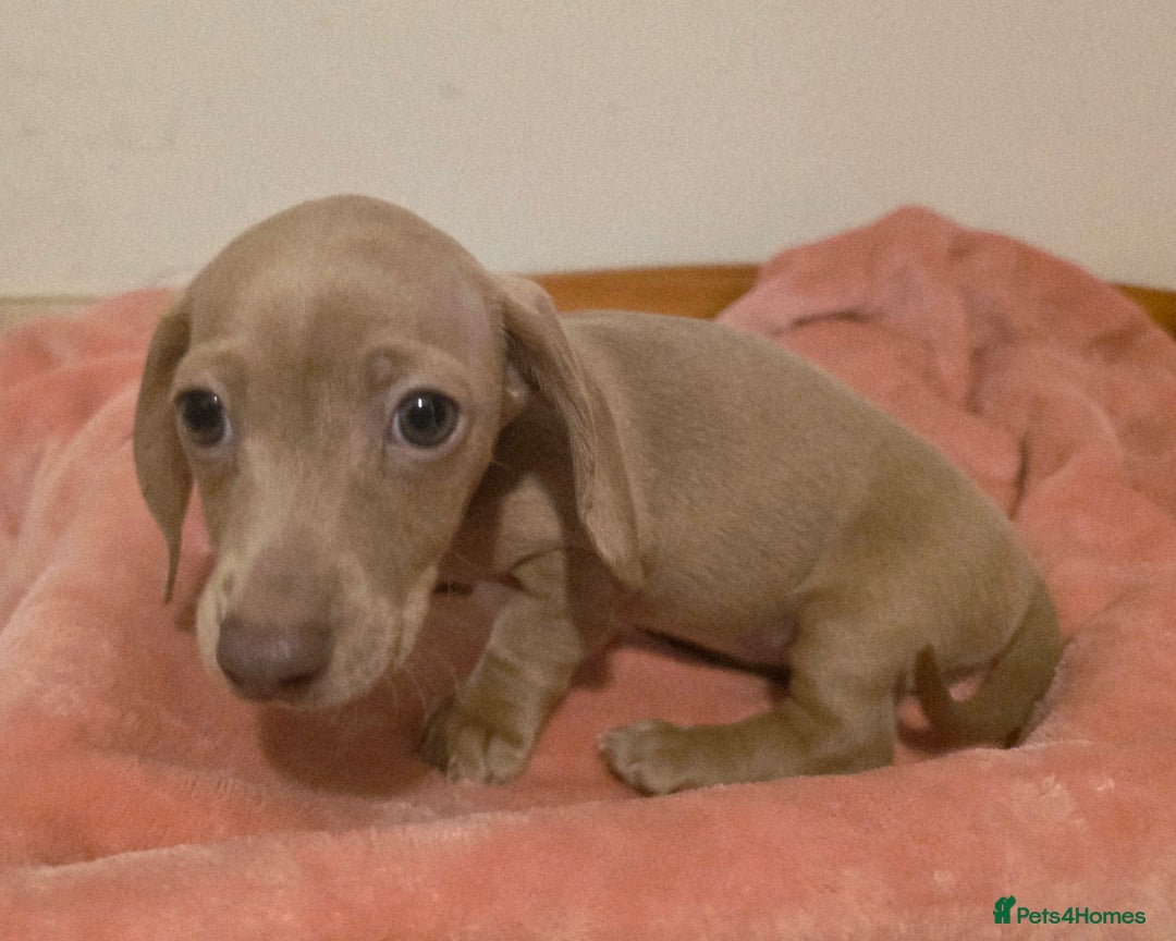 Miniature Dachshund dogs for sale: REDUCED LITTER KC REG mini Daxi  - Image 21