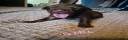 Cane Corso dogs for sale: Cane corso puppies - Advert 6