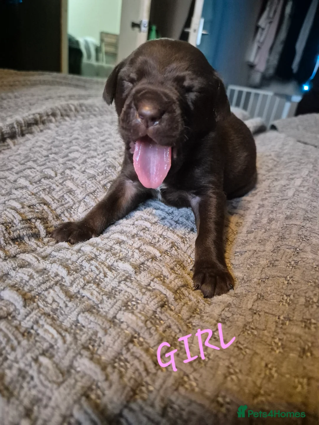 Cane Corso dogs for sale: Cane corso puppies - Advert 6