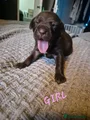 Cane Corso Puppy 5