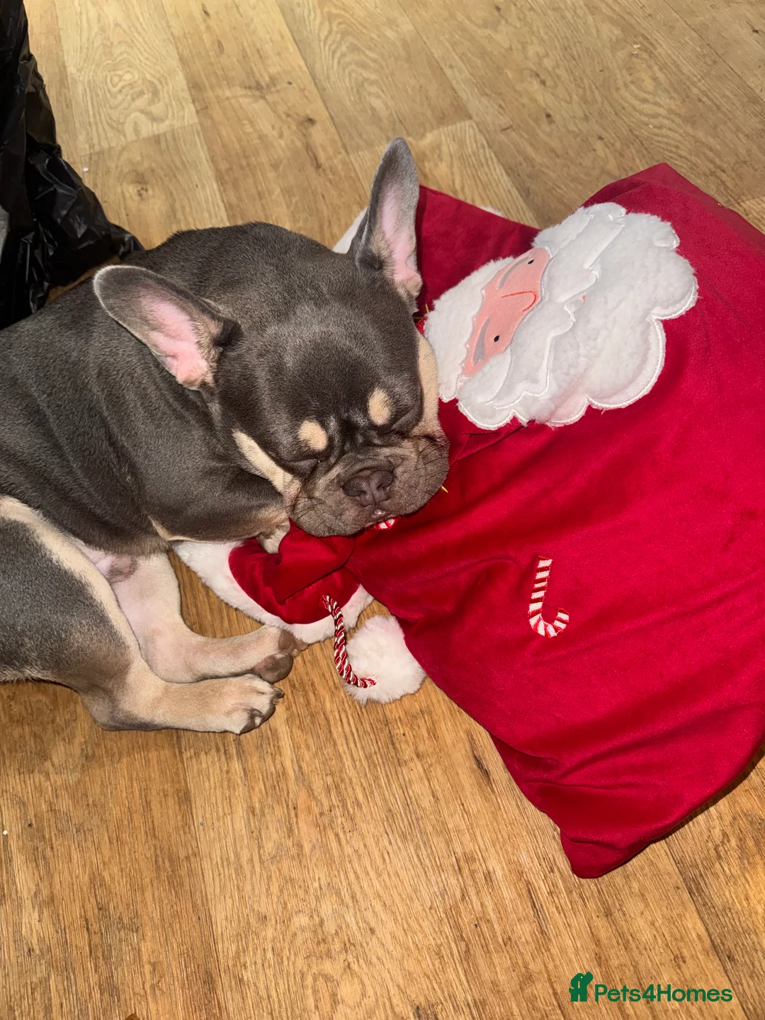 French Bulldog dogs for sale: Kc Registered French bulldog.  - Advert 3