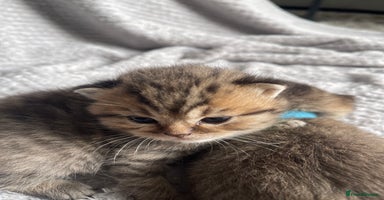 Scottish Fold cats - Advert 9