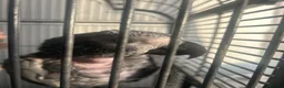 Parrots birds for sale: 15 Year old African Grey Parrot in Southall - Advert 1