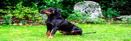 Rottweiler dogs for sale: Coco - Family friendly rottweiler in Chessington - Advert 7