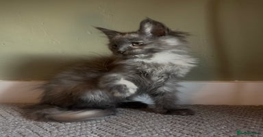 Maine Coon cats - Advert 12