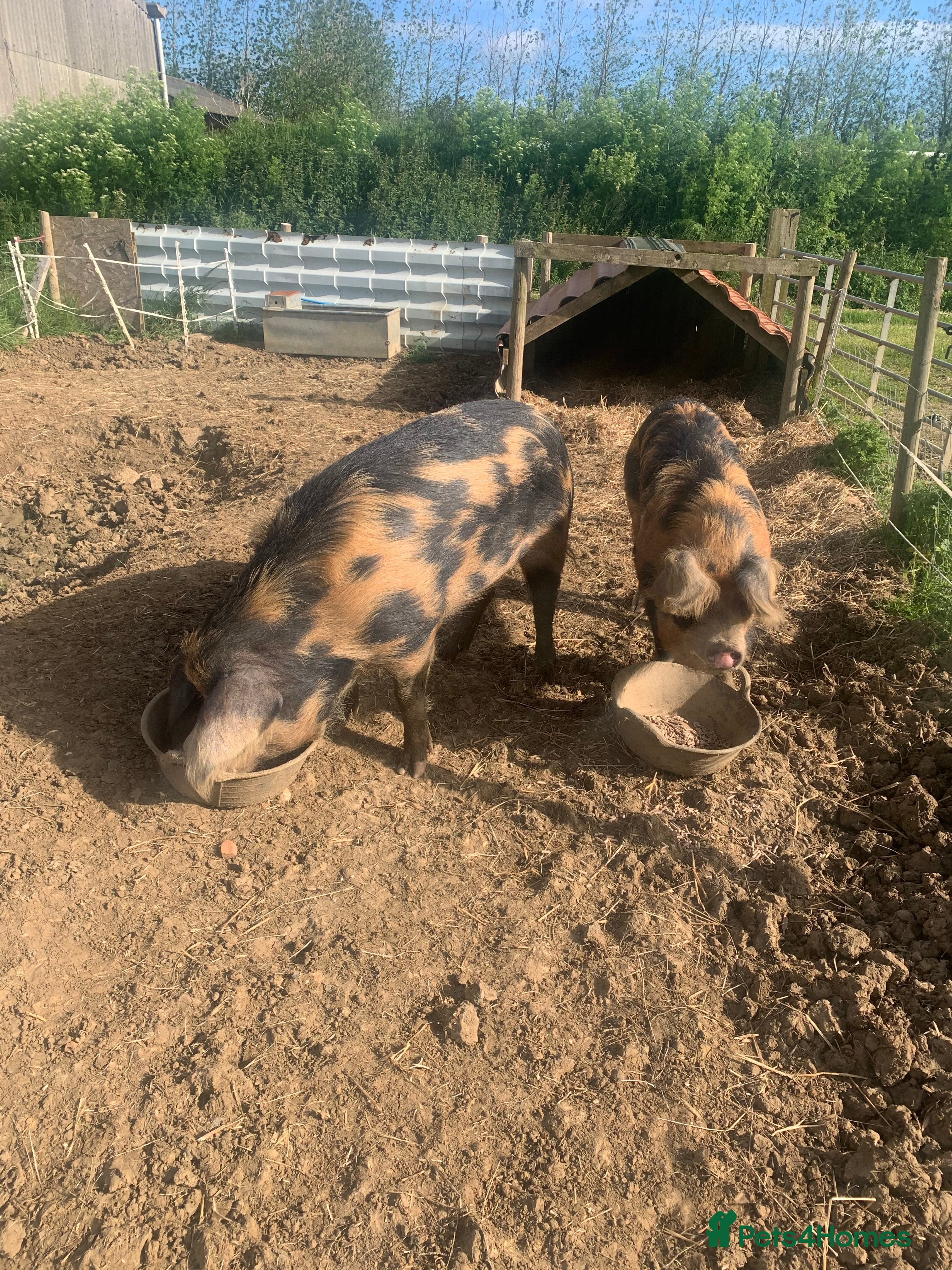 Pig livestock Two Oxford and Sandy Black pigs in Hornsea - Advert 2