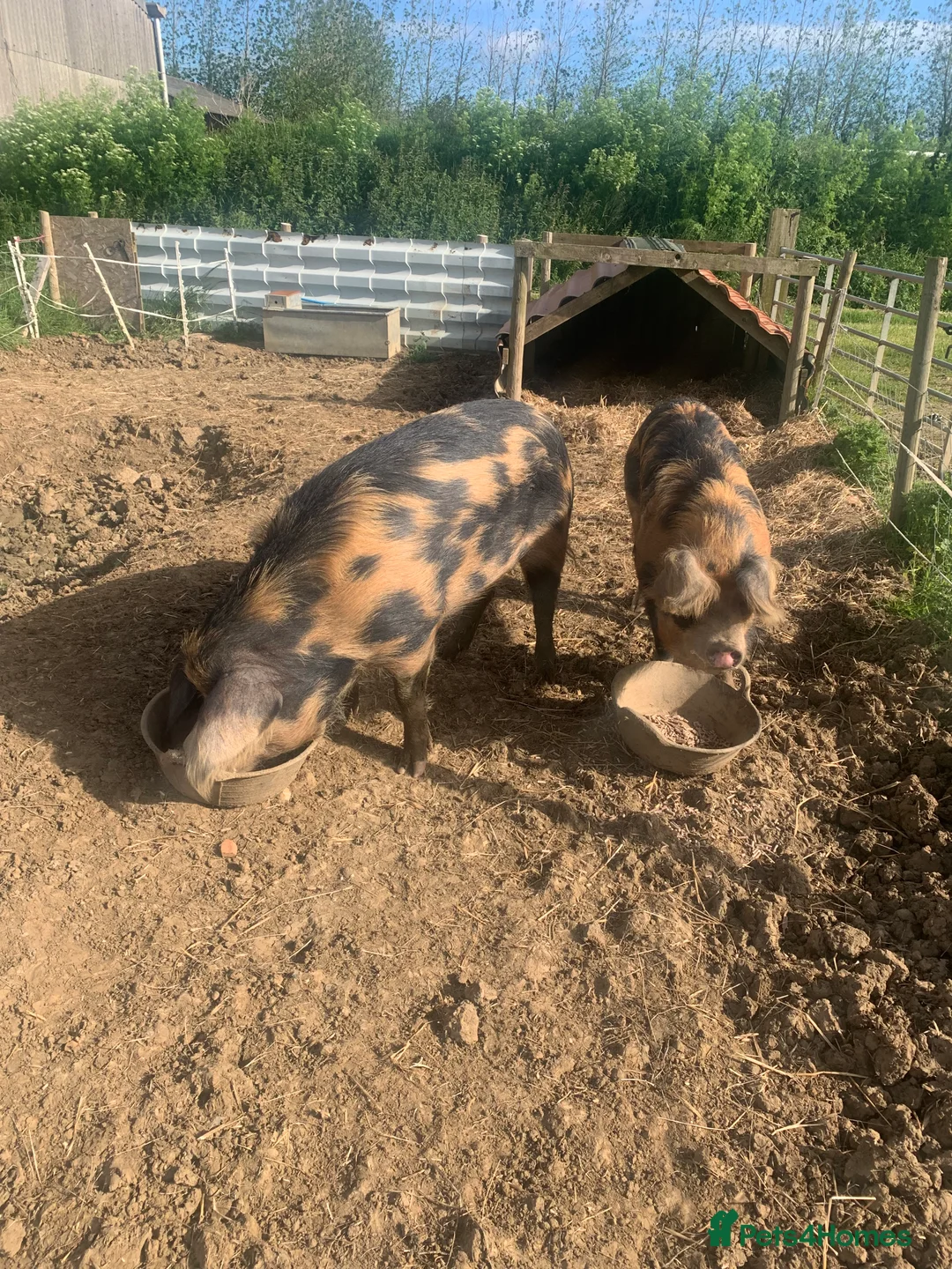 Pig livestock for sale: Two Oxford and Sandy Black pigs in Hornsea - Advert 1