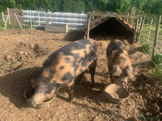 Pig livestock Two Oxford and Sandy Black pigs in Hornsea - Advert 2