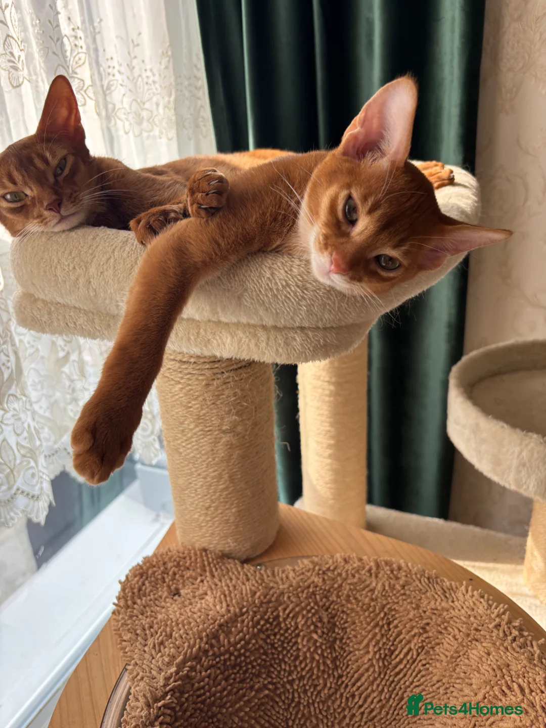 Abyssinian cats for sale: Abysinian boy 4 months  in London - Advert 1