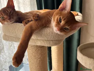 Abyssinian cats Abysinian boy 4 months - Advert 5