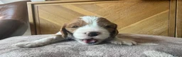 Cavapoo dogs for sale: Beautiful apricot cavapoos PRICE REDUCED £1900 - Advert 21