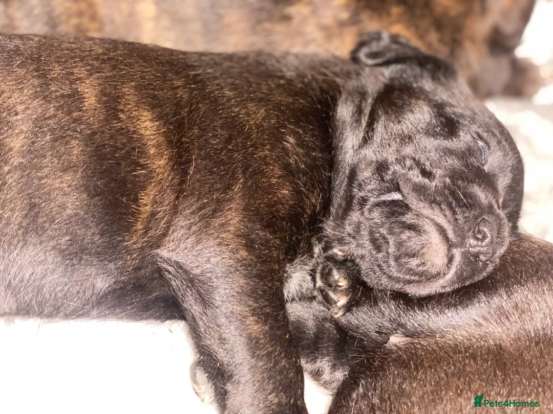 Mixed Breed dogs for sale: 🧬Kc reg mum black boxer & mini boxer pups 🤩 8wk - Advert 24