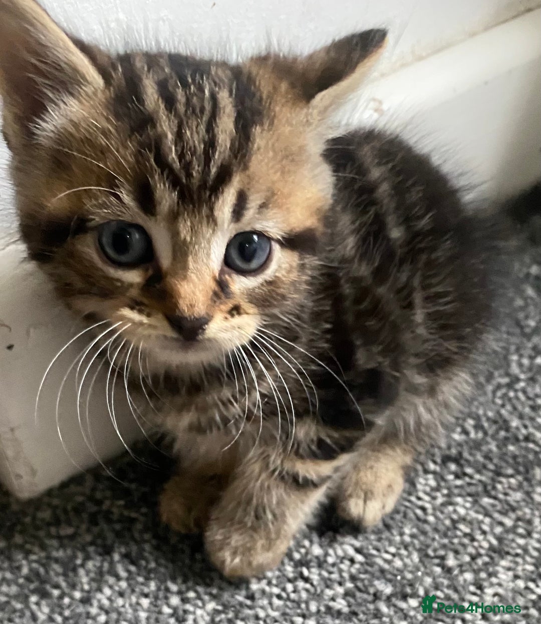 Mixed Breed cats for sale: Beautifull playfull  kittens  - Image 11
