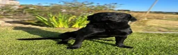 Labrador Retriever dogs for stud: Black Labrador stud in Stonehaven - Advert 3