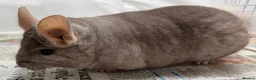 Chinchilla rodents for sale: Toby, fabulously tame Beige boy - Advert 2