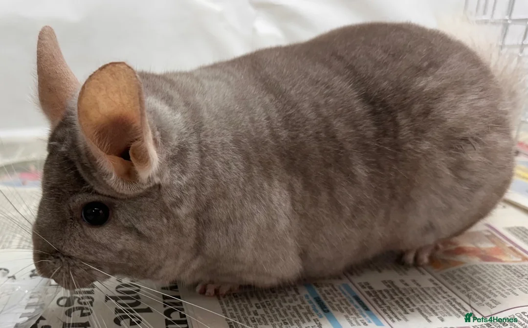 Chinchilla rodents for sale: Toby, fabulously tame Beige boy - Advert 2