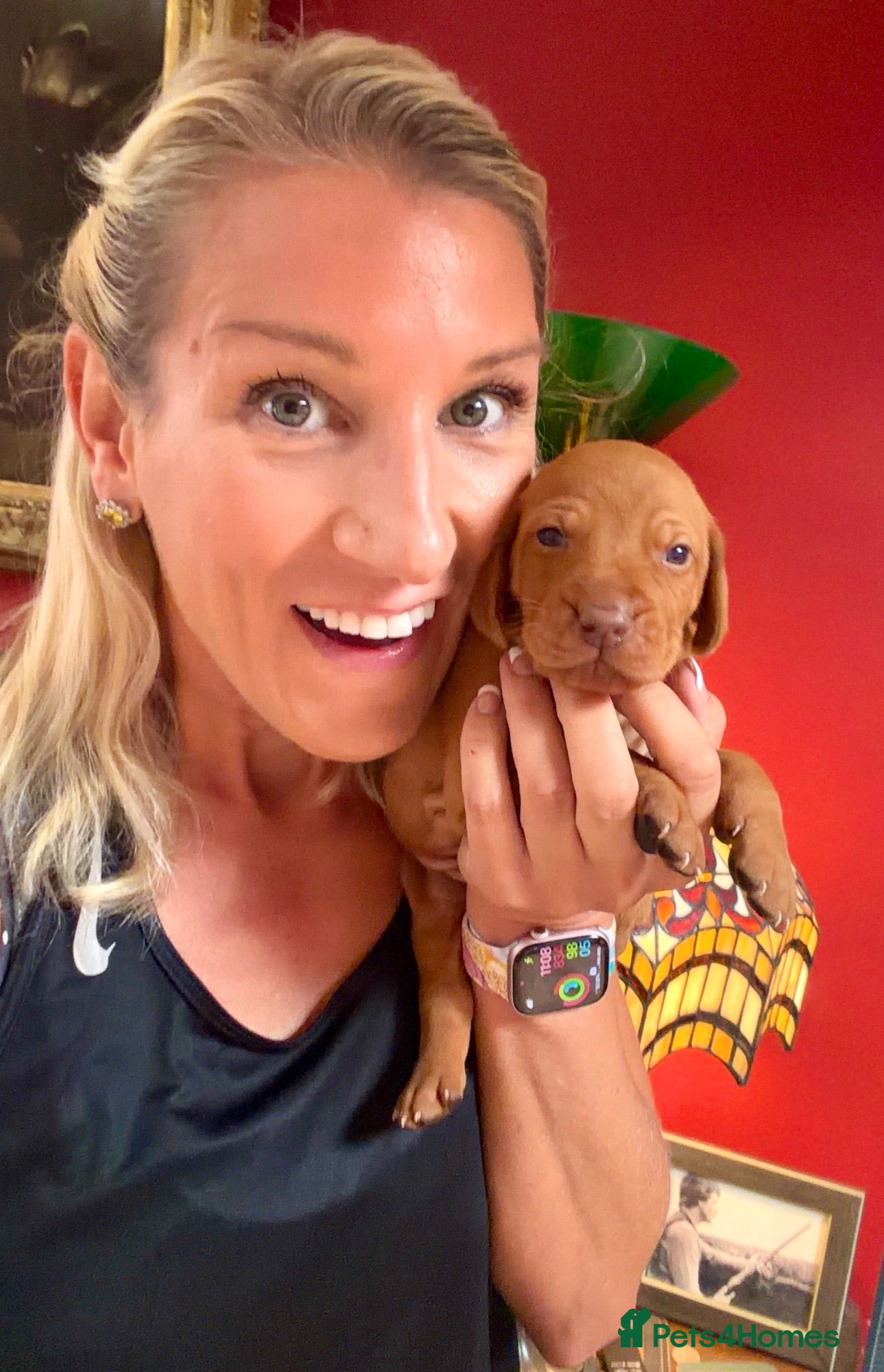 Hungarian Vizsla dogs New KC REG Hungarian Vizsla Beautifully Bred,  - Advert 16