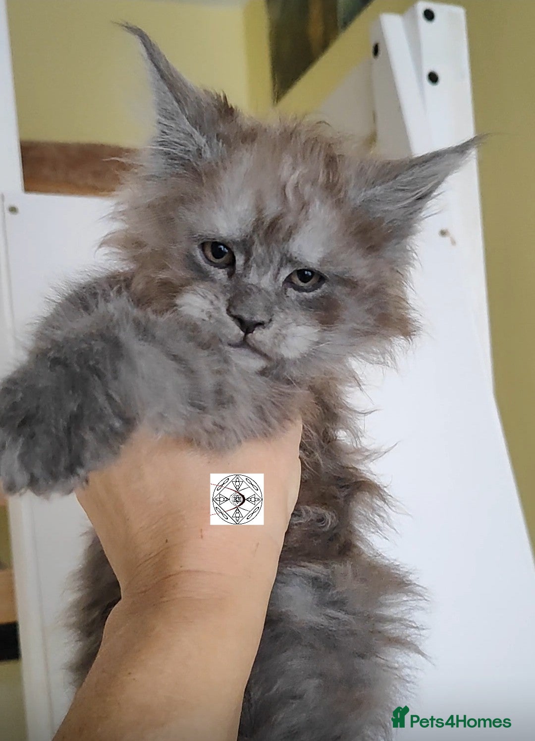 Maine Coon cats for sale: XXL beautiful Maine coon boy  - Advert 1