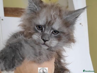 Maine Coon cats XXL beautiful Maine coon boy - Advert 15