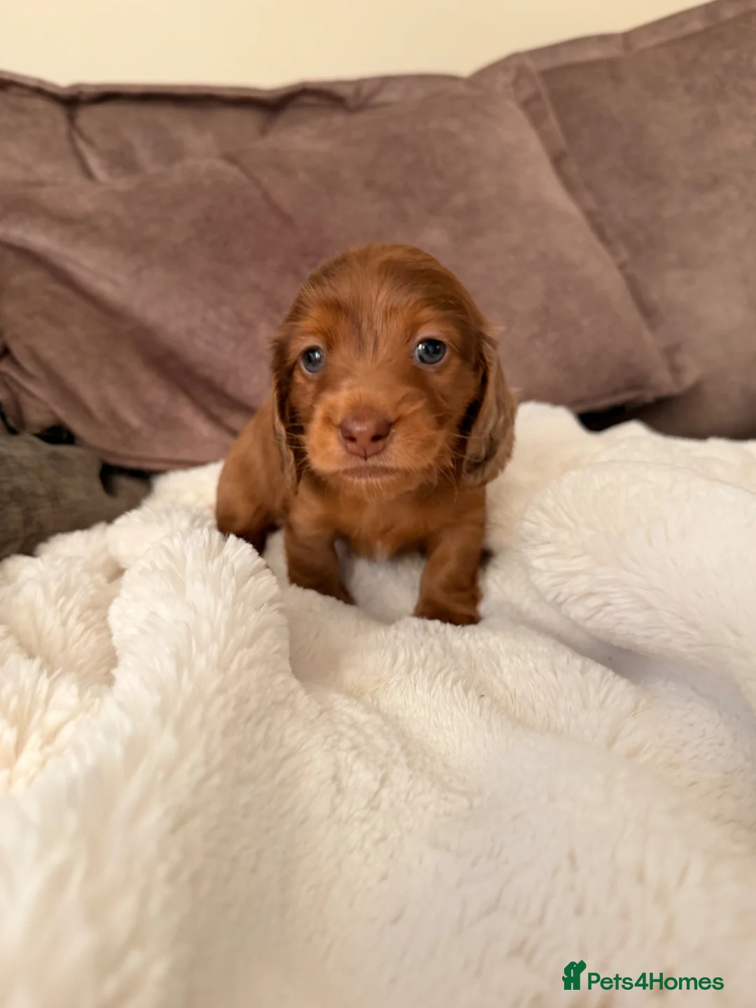 Miniature Dachshund dogs for sale: Miniature Dachshund Puppies  - Advert 1