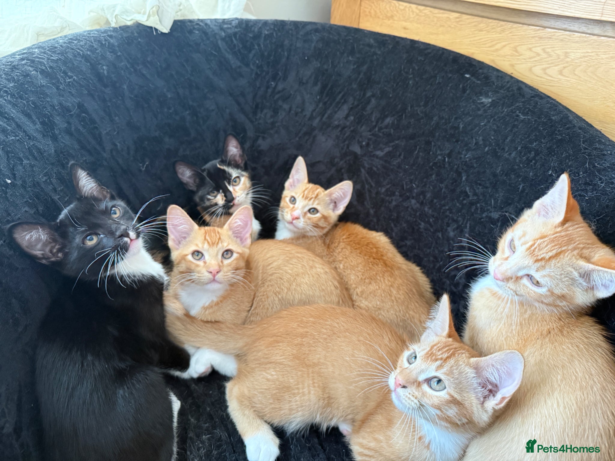 Domestic Shorthair cats for sale: Selling domestic shorthair kittens in Southall - Advert 8
