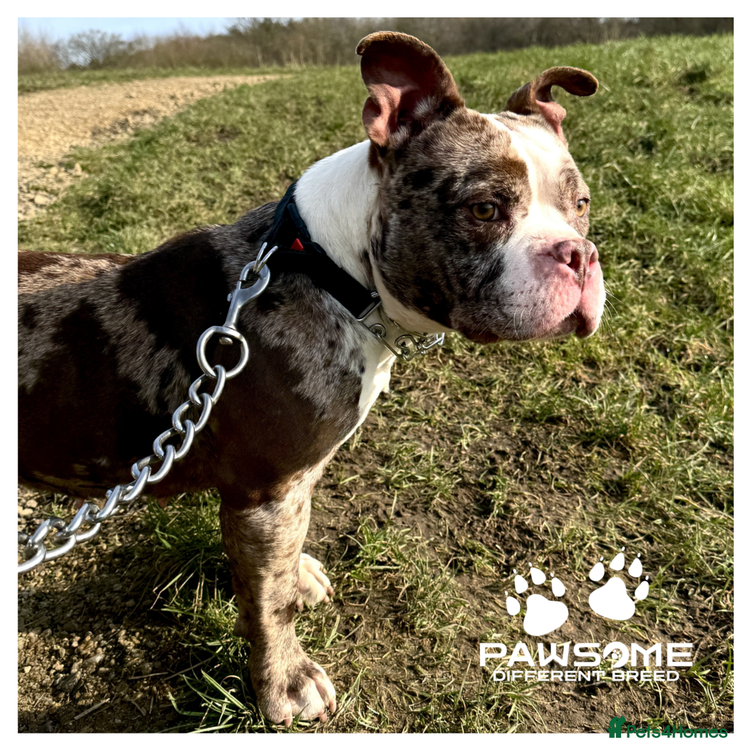 American Bully dogs for sale: Merle Pocket Bully - Image 3