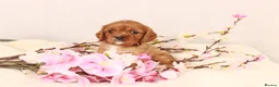 Cavalier King Charles Spaniel dogs for sale: Beautiful two puppies left ready now :)  - Advert 12