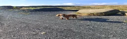 Cocker Spaniel dogs for stud: Bright handsome clever and loyal - Advert 3