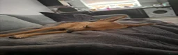 Mixed Breed dogs for sale: Nelly - Advert 2