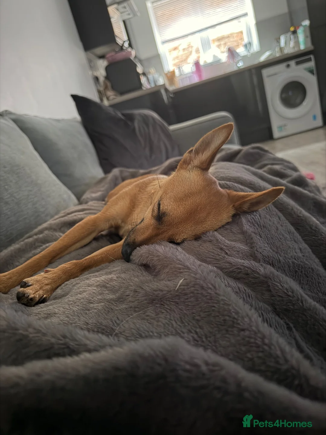 Mixed Breed dogs for sale: Nelly - Advert 2