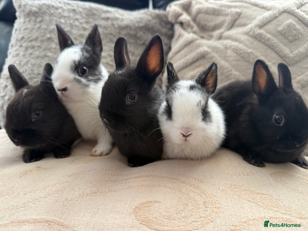 Netherland Dwarf rabbits for sale: 4 Adorable Netherland Dwarf Bunnies  - Advert 2