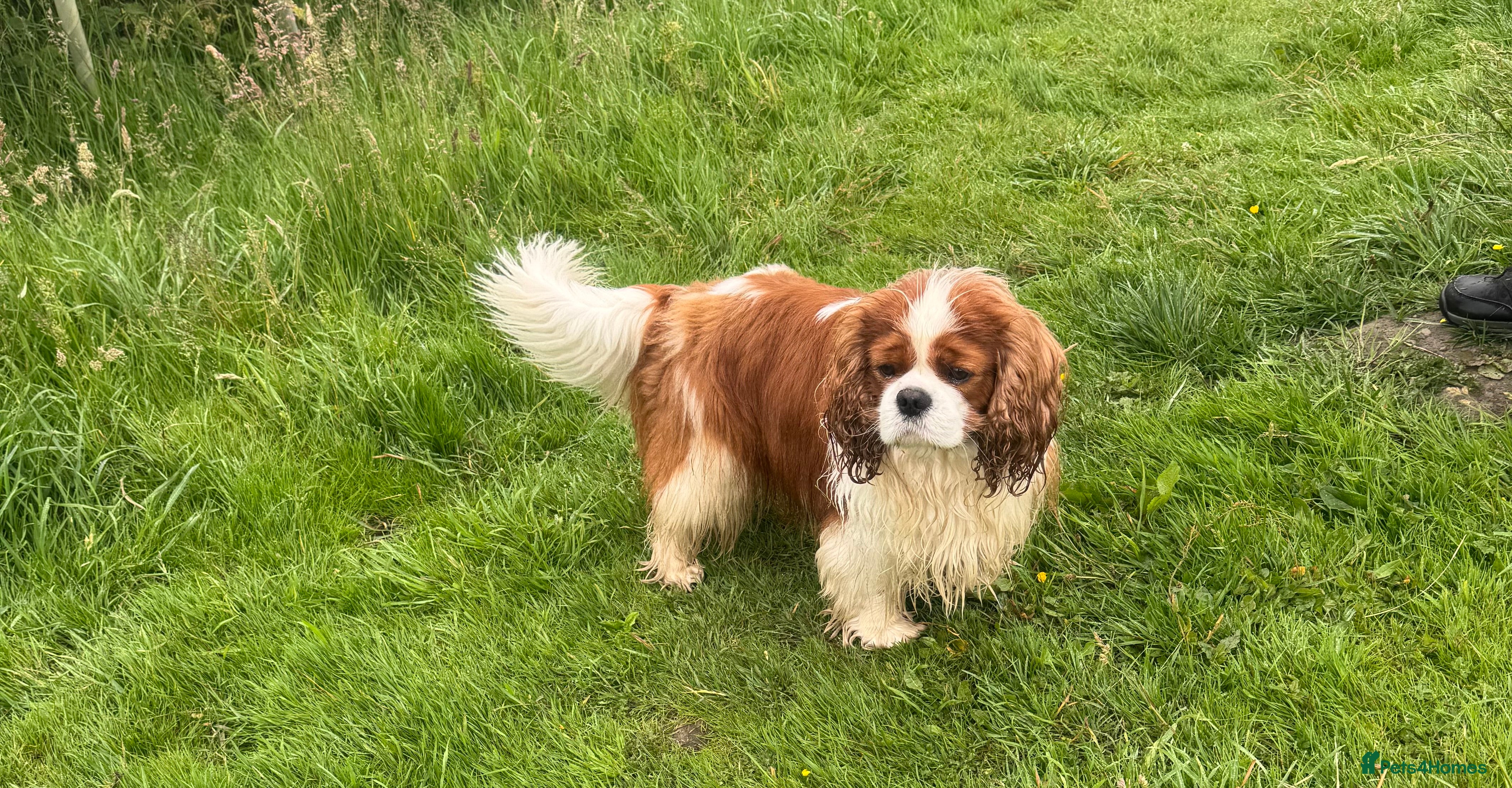 Cavalier King Charles Spaniel dogs for stud: KC Cavalier King Charles for stud - Advert 1