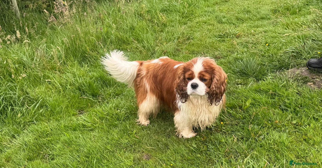 Cavalier King Charles Spaniel dogs for stud: KC Cavalier King Charles for stud - Advert 3