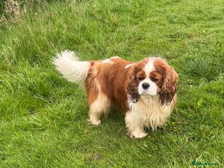 Cavalier King Charles Spaniel dogs KC Cavalier King Charles for stud - Advert 7