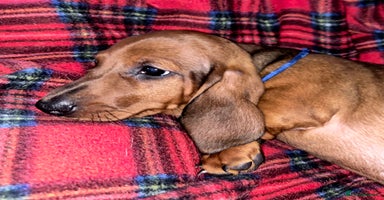 Dachshund dogs - Advert 2